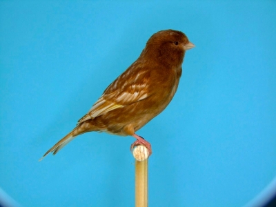 Brown Canary