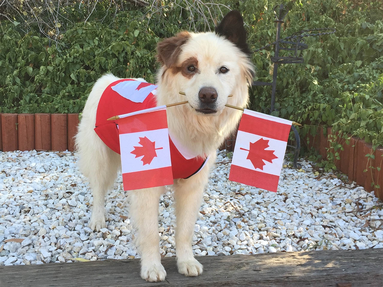 International Pet Shipping From Vietnam To Canada